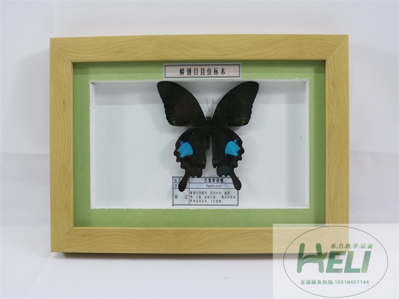 蝴蝶分類(lèi)標(biāo)本巴黎翠鳳蝶