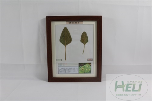 農(nóng)田雜草病害原色教學(xué)標本-莧菜白銹病