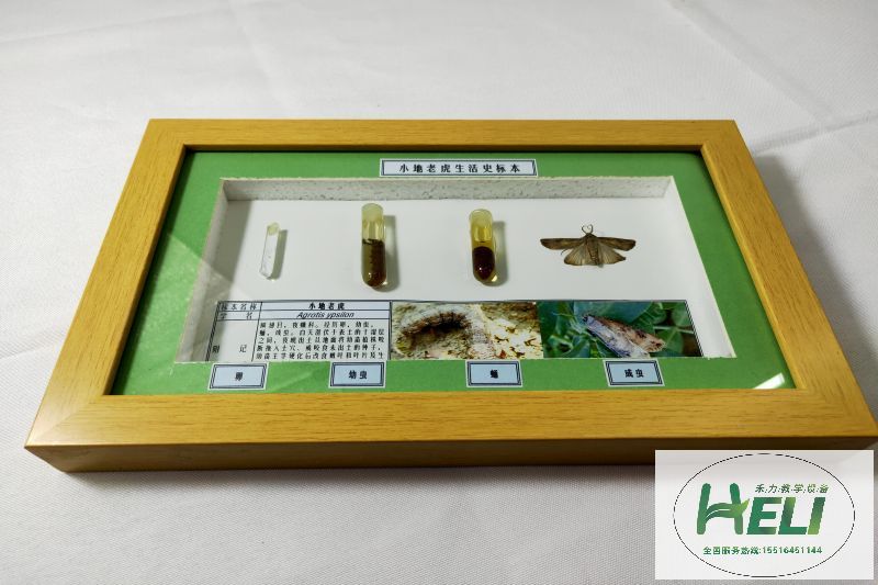昆蟲生活史標本 農業害蟲小地老虎標本